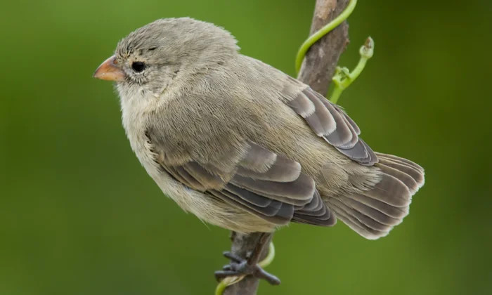 Aladiah prefers being a Sparrow instead of a Toad